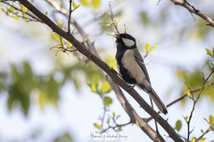 Parus minor