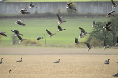 Pink-footed Geese (Anser brachyrhynchos)