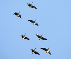 Pink-footed Geese (Anser brachyrhynchos)