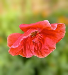 Poppy dancing in the wind