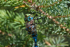 Aschene du Canada - Canada Darner