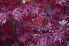 Autumn Acer