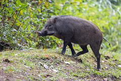 Wild Boar - Sus scrofa