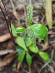 Scrub Turpentine (Rhodamnia rubescens)