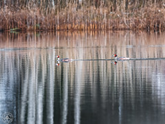 Autumn at the lake