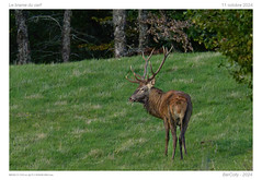 Le brame du cerf