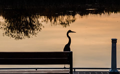 Great Blue Heron Silhouette