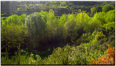 Vegetació de ribera, Riells del Fai (el Vallès Oriental, Catalunya)