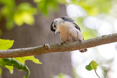 White-breasted Nuthatch