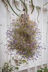 Tillandsia mallemontii 1751-1; Bromeliaceae (2)