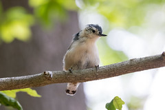 White-breasted Nuthatch