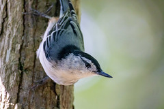 White-breasted Nuthatch