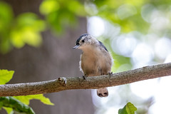 White-breasted Nuthatch