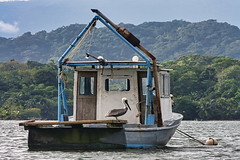 Livingston - Rio Dulce - Braunpelikan - Pelecanus occidentalis