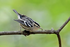 A Warbler Classic, in Black and White…