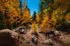 Among the Aspens