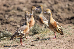 Plummed Whistling Duck