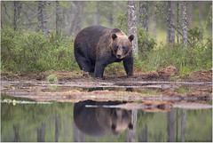 European brown bear