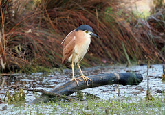 Nankeen Night-Heron (Nycticorax caledonicus australasiae)