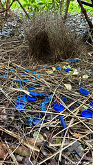 Ptilonorhynchus violaceus - Satin Bower Bird's Bower