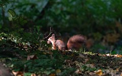 Eichhörnchen Wintervorbereitungen- squirrel winter preparations