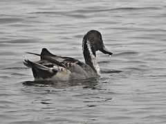 Pintail M 25.10.24