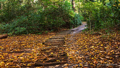 Barefoot path