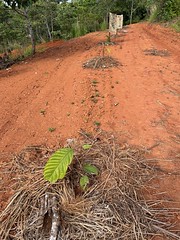 Farm_Terracing_Fruit_Trees_006