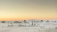 Morning walk @ Eendenmeer