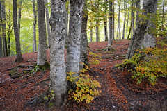 Camminando in autunno tra i faggi nella Foresta monumentale della Verna