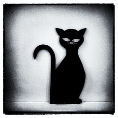 beware the black cat