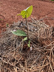 Farm_Terracing_Fruit_Trees_005