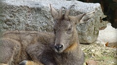 DSC08510 - GORAL DE CHINE  (In Explore)