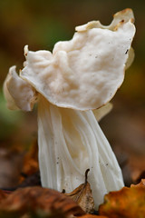 White saddle (Helvella crispa)