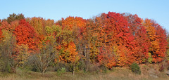 Fall colors (26 October 2024) (Brunswick, Ohio, USA) 3