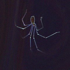 Pholcus phalangioides - cellar spider