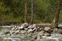 Let it flow (Close to Shannon Falls in Squamish)  -  (Published by GETTY IMAGES)