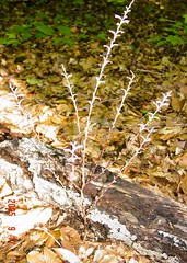 Wonders of an Old-Growth Forest, Part 22: Portrait of a Parasite: Aren't Plants Supposed to Be Green? | Warren Woods State Park, Michigan, USA