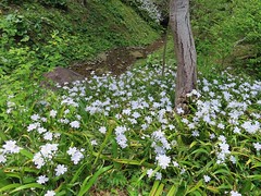 Fringed Iris