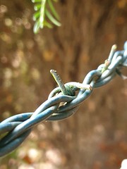 Stacheldraht / Barbed Wire