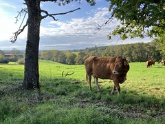 Rural scene