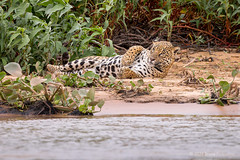 Female Jaguar Looks Around While Rolled Up From Her Back To Her Side