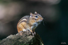 Eastern Chipmunk #2 - 2020-08-23 [Explored 2024-09-29]