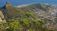 SÜDAFRIKA, Table Mountain,  rund um den Tafelberg, Blick zum Lion's Head und town, , 22920