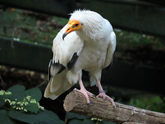 Egyptian vulture