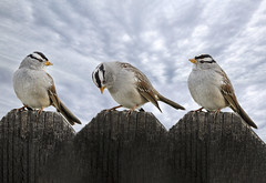 White-Crowned Sparrow