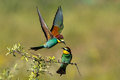 Merops apiaster, Μελισσοφάγος, European bee-eater