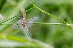 Four-spotted Chaser