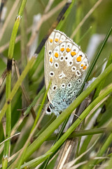 Common Blue Butterfly | Icarusblauwtje | Hauhechel-Bläuling, (Polyommatus icarus)