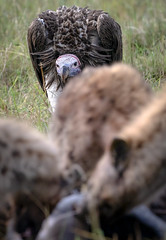 Vulture | Maasai Mara